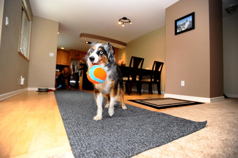 Chuckit! Indoor Fetch Ball Dog Toy for Dogs - Interactive Dog Toys for Boredom, 4.75 Inch, Orange and Blue - Image 5